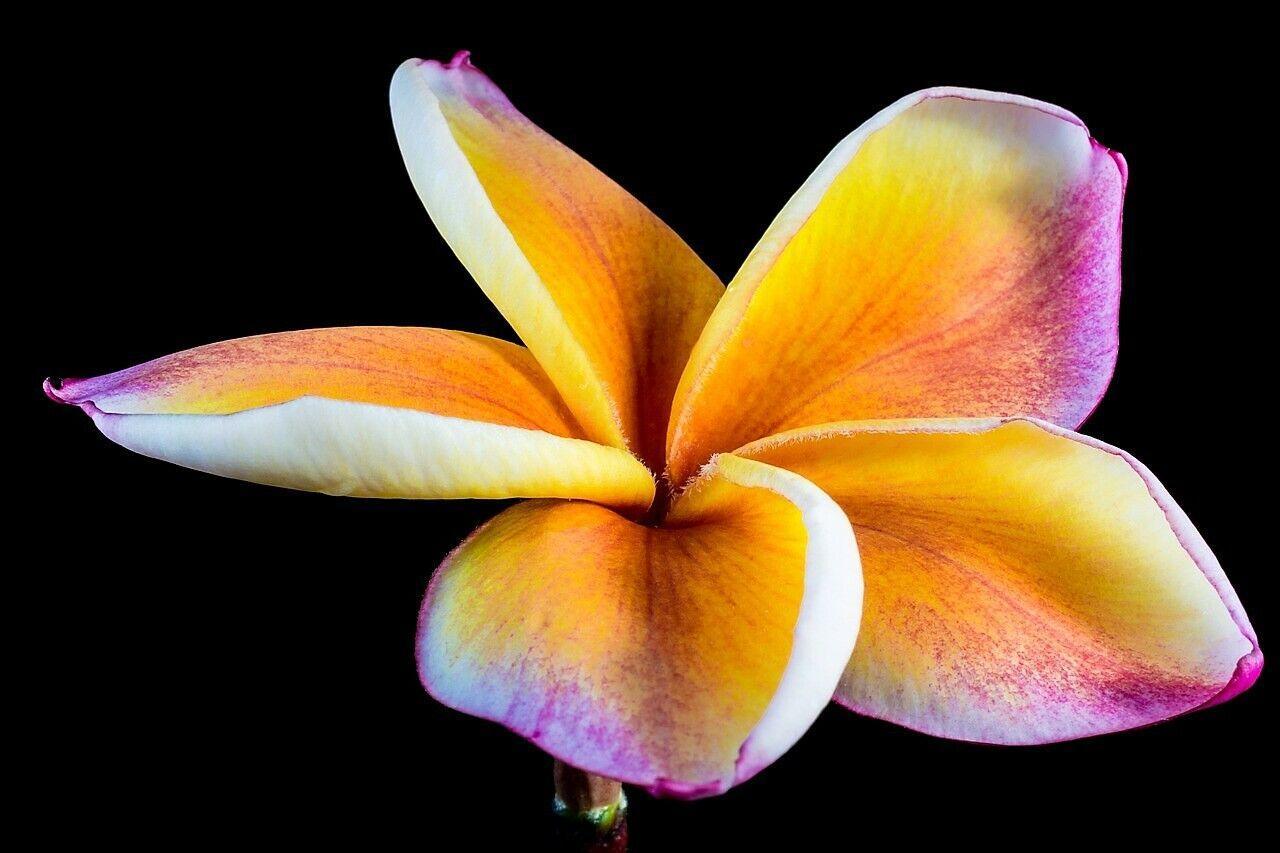 10 Mixed Colors Plumeria Seeds - Seed World