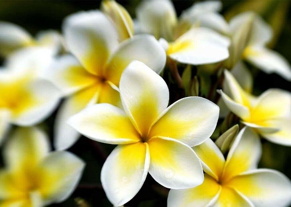 10 Mixed Colors Plumeria Seeds - Seed World