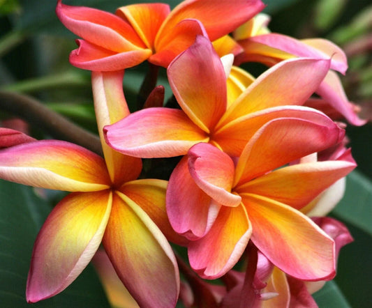 10 Mixed Colors Plumeria Seeds - Seed World