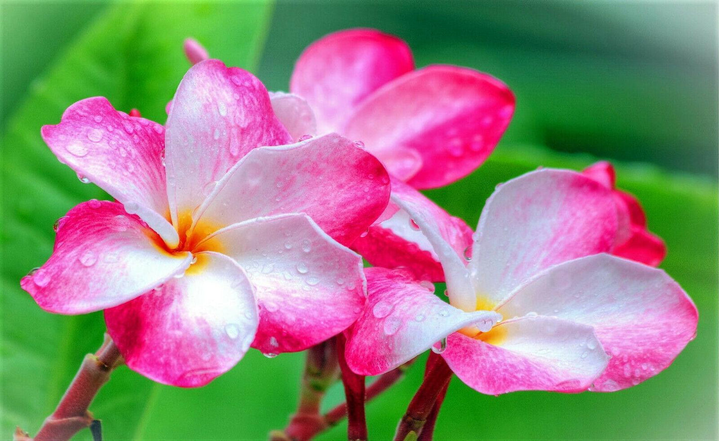 10 Mixed Colors Plumeria Seeds - Seed World