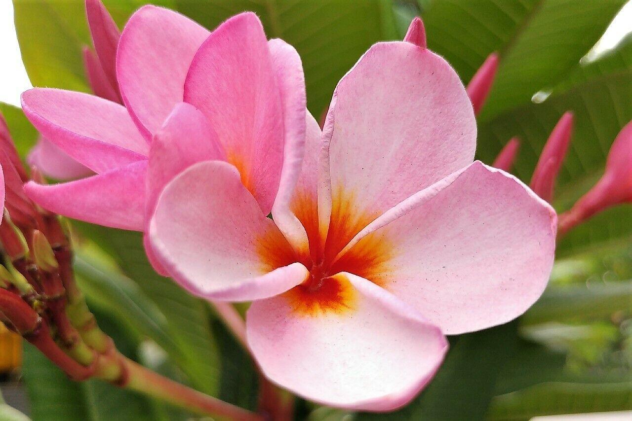 10 Mixed Colors Plumeria Seeds - Seed World