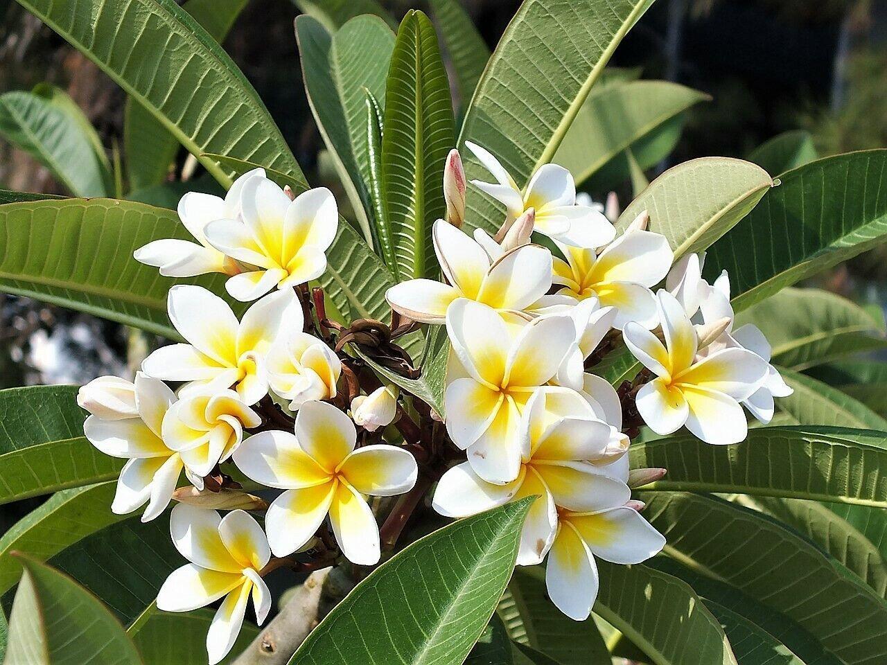 10 Mixed Colors Plumeria Seeds - Seed World