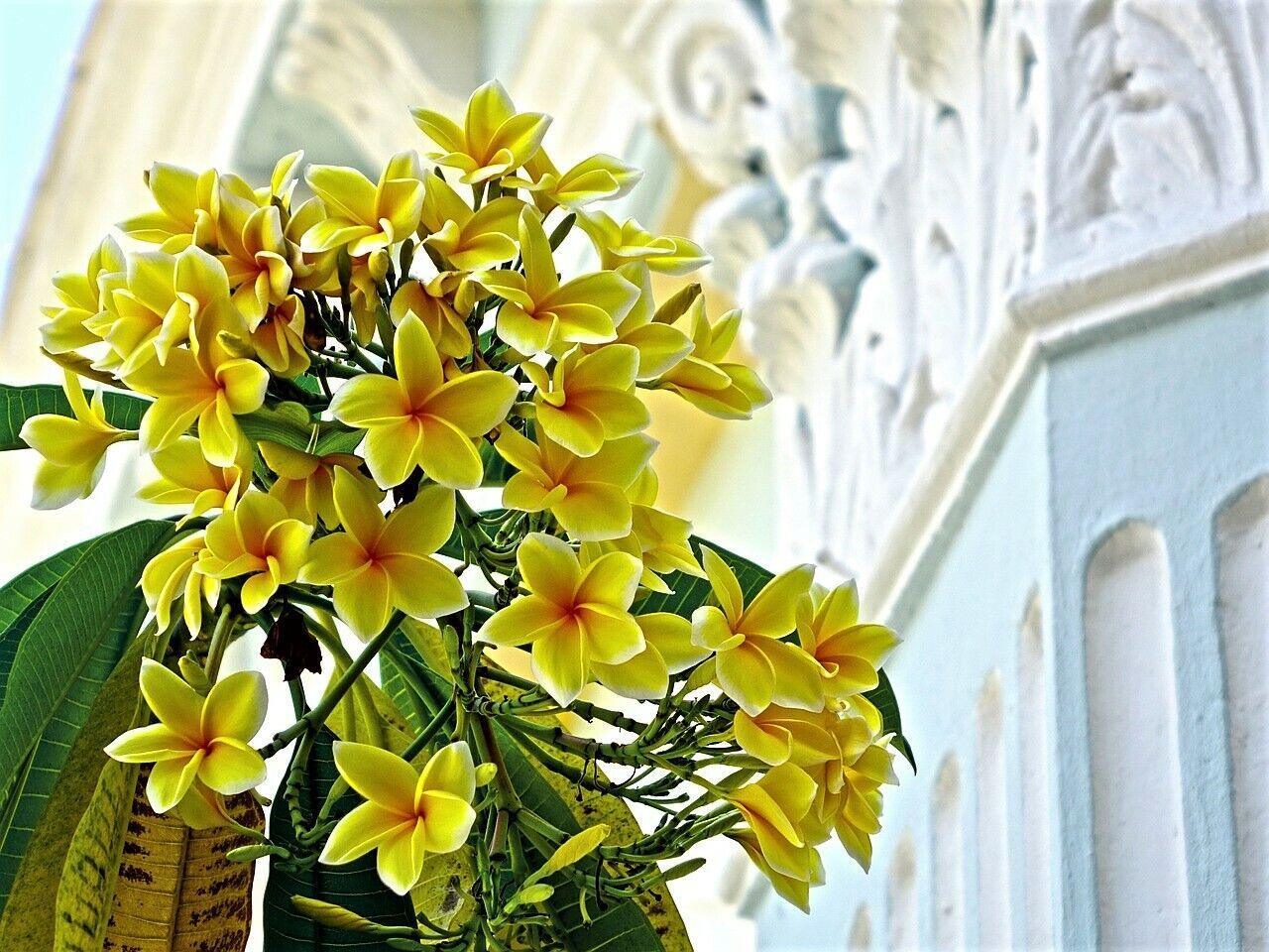 10 Mixed Colors Plumeria Seeds - Seed World