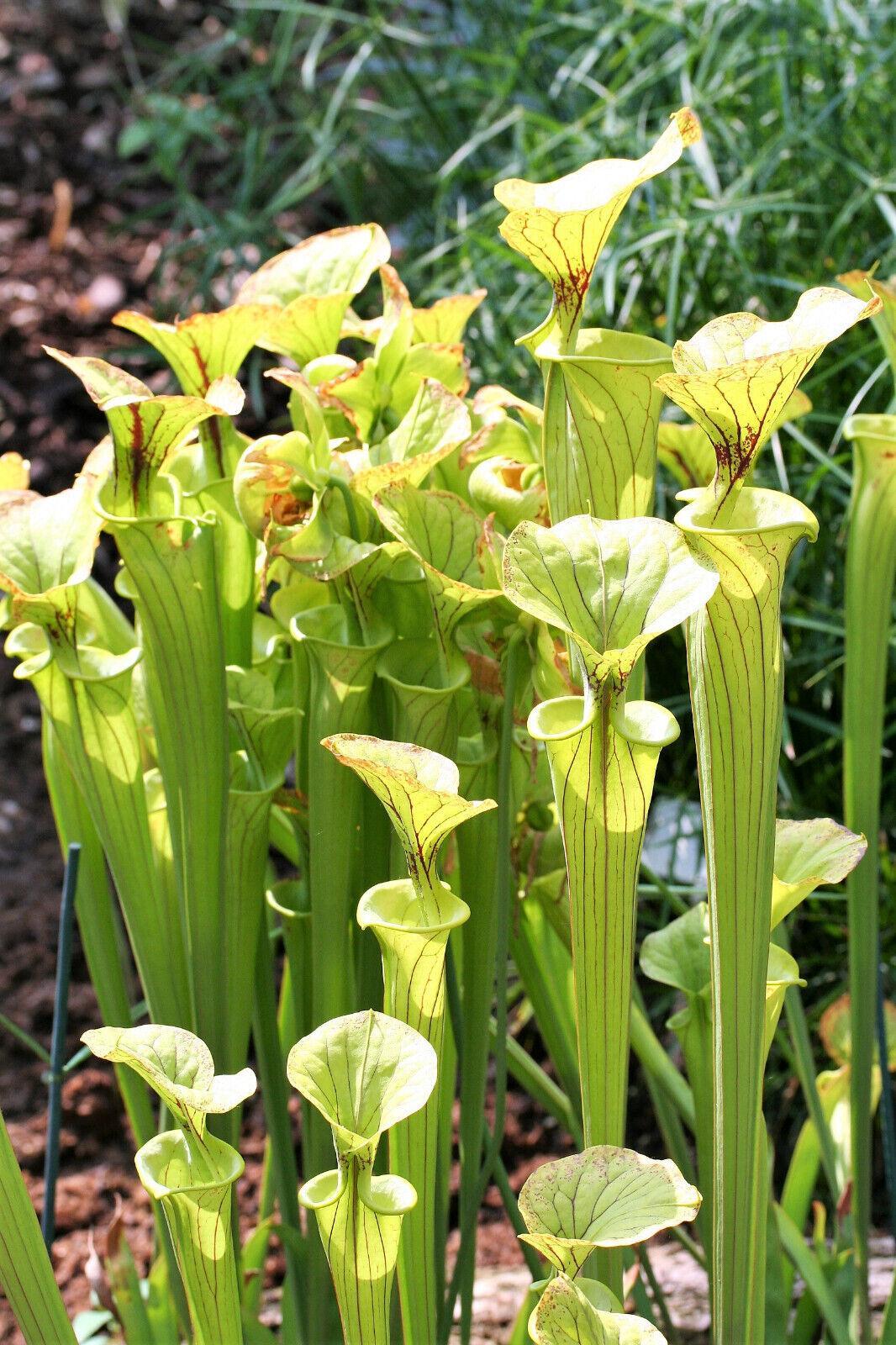 10 Mixed Pitcher Plant Seeds - Seed World