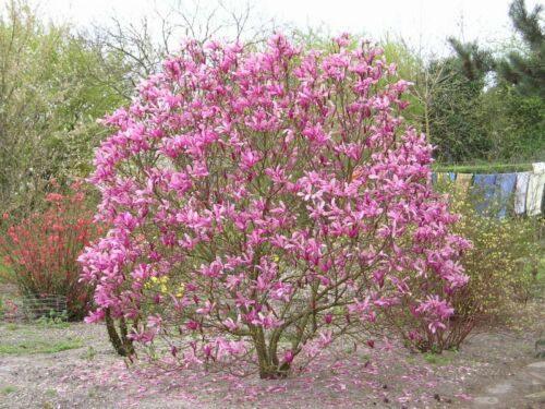 10 Mulan Tulip Lily Magnolia Seeds - Seed World