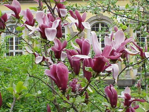10 Mulan Tulip Lily Magnolia Seeds - Seed World