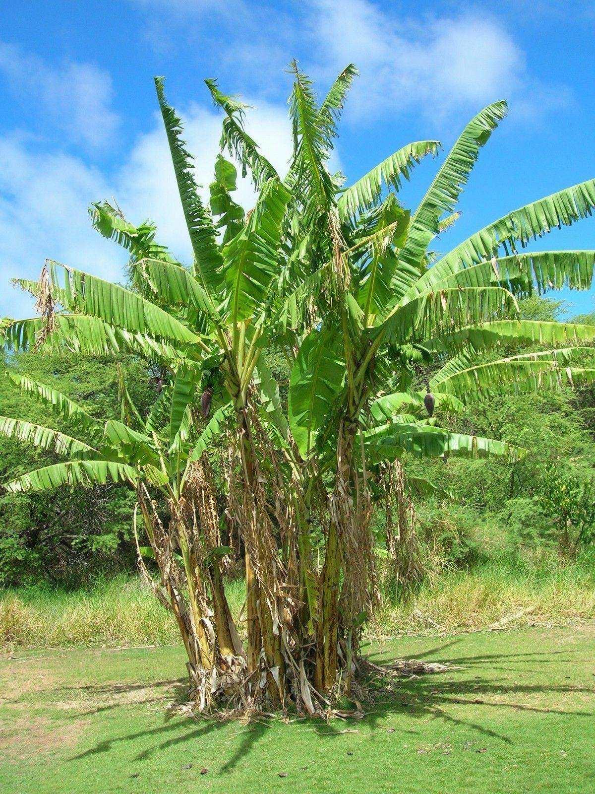 10 Musa Cheesmanii Cold Hardy Seeds - Seed World