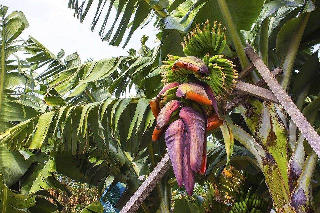 10 Musa Cheesmanii Cold Hardy Seeds - Seed World