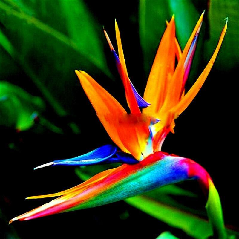 Orange Bird of Paradise Flower Seeds - 5 Seeds to Grow - Great Indoor  Tropical Plant or Bonsai - Strelitzia Reginae 