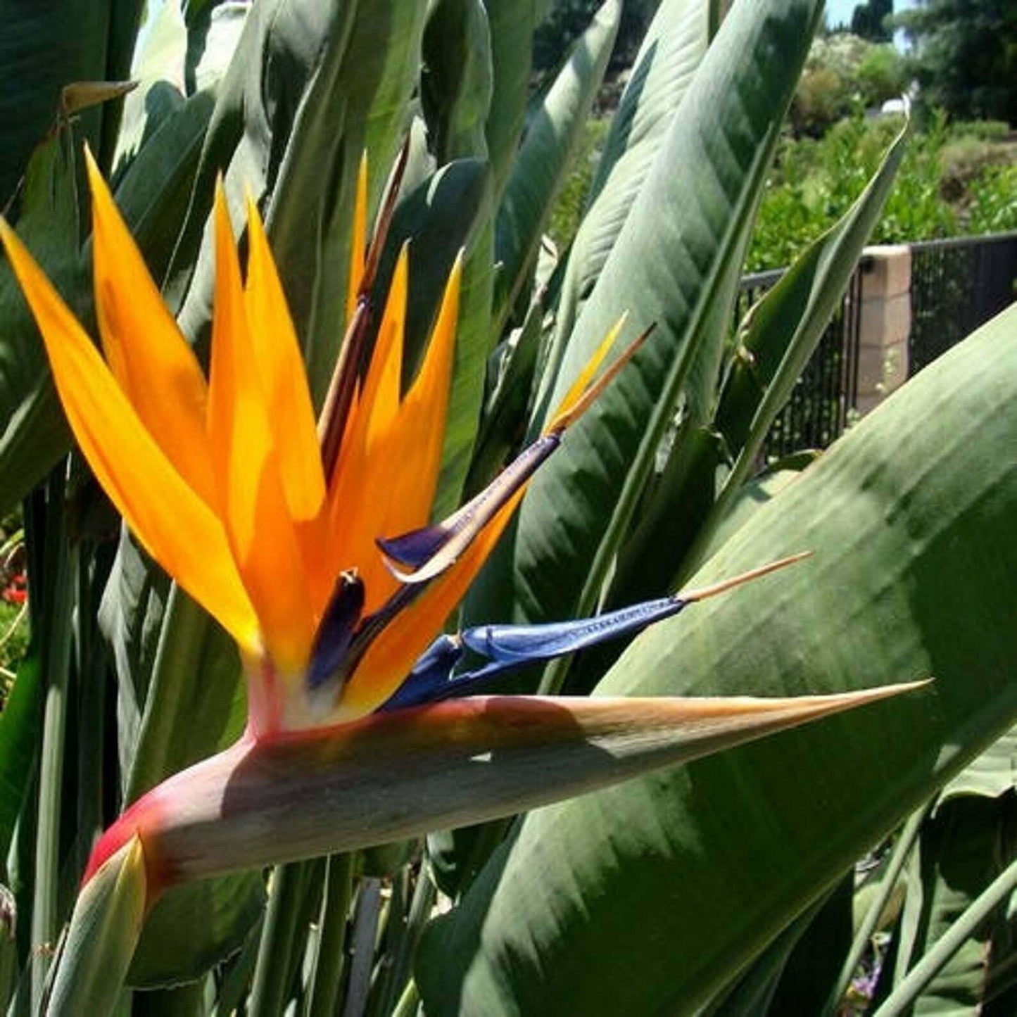 10 Orange Bird of Paradise Seeds - Seed World