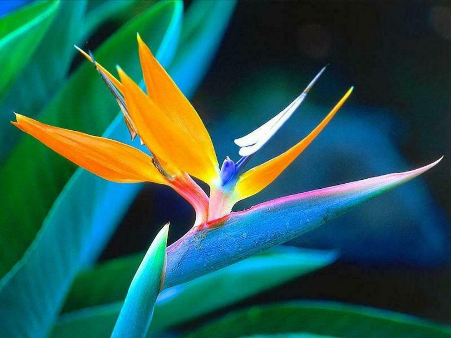 10 Orange Bird of Paradise Seeds - Seed World