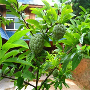 10 Organic Sugar Apple Fruit Tree Seeds (Annona Squamosa) - Seed World
