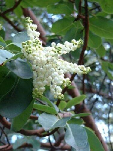 10 Pacific Madrone Bearberry Seeds - Seed World
