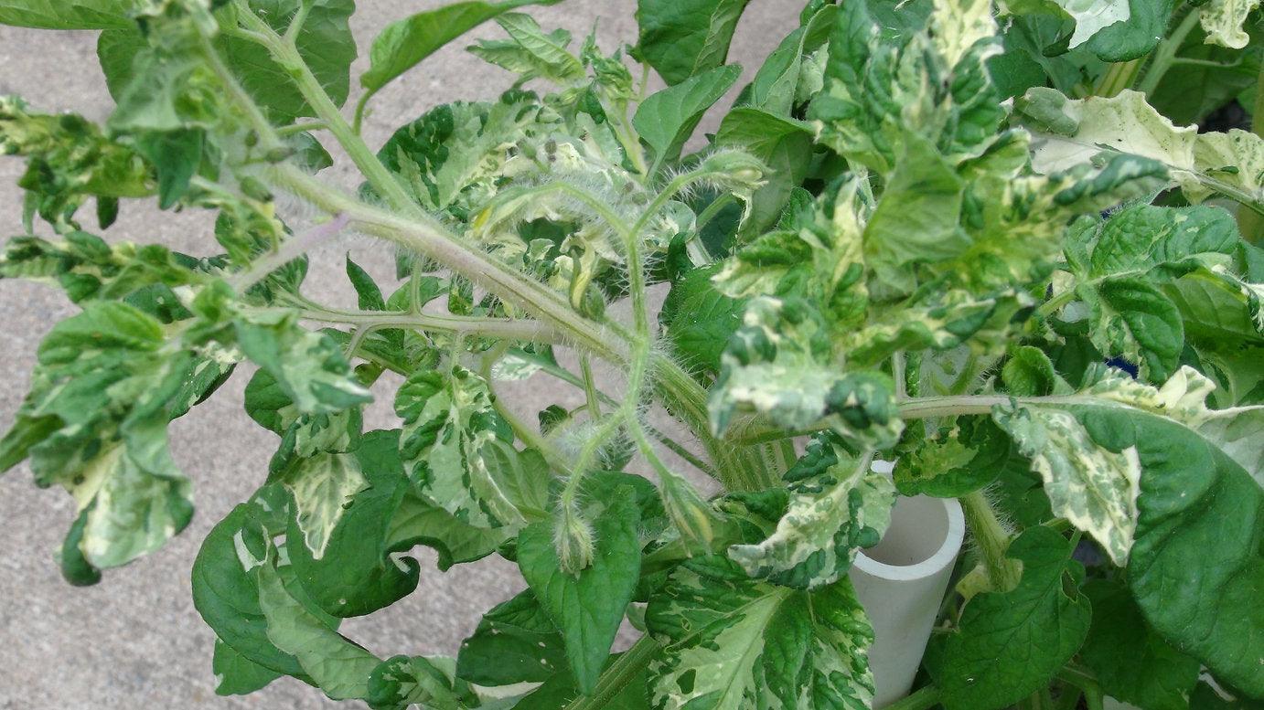 10 Painted Lady Tomato Seeds - Seed World