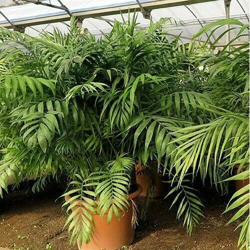 10 Parlor Palm Tree Seeds (Chamaedorea Elegans) - Seed World