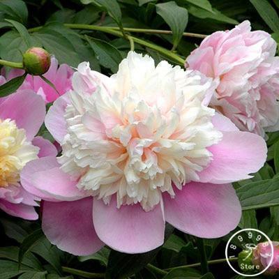 10 Peony Seeds - Paeonia suffruticosa - Seed World