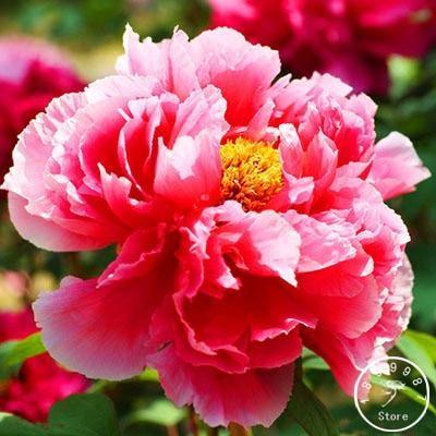 10 Peony Seeds - Paeonia suffruticosa - Seed World