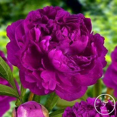 10 Peony Seeds - Paeonia suffruticosa - Seed World