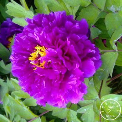10 Peony Seeds - Paeonia suffruticosa - Seed World