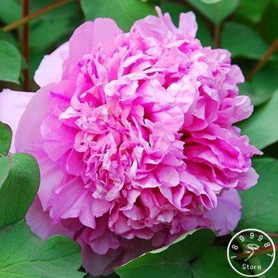 10 Peony Seeds - Paeonia suffruticosa - Seed World
