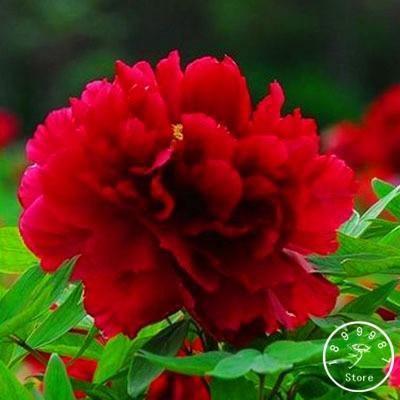 10 Peony Seeds - Paeonia suffruticosa - Seed World