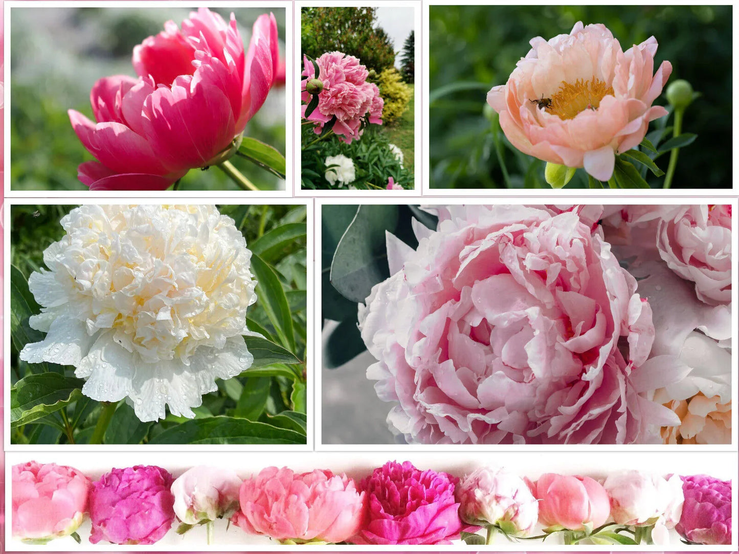 10 Peony Seeds - Paeonia suffruticosa - Seed World