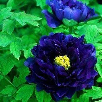 10 Peony Seeds - Paeonia suffruticosa - Seed World