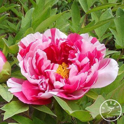 10 Peony Seeds - Paeonia suffruticosa - Seed World