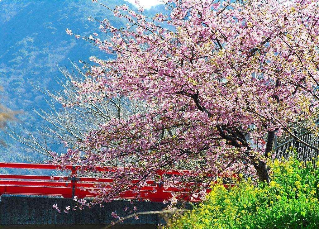 10 Pink Cherry Blossoms Tree Seeds Sakura - Seed World
