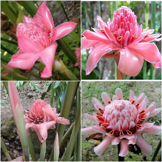 10 Pink Torch Ginger Seeds - Seed World