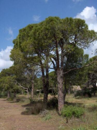 10 Pinus pinea Italian Stone Pine Seeds - Seed World