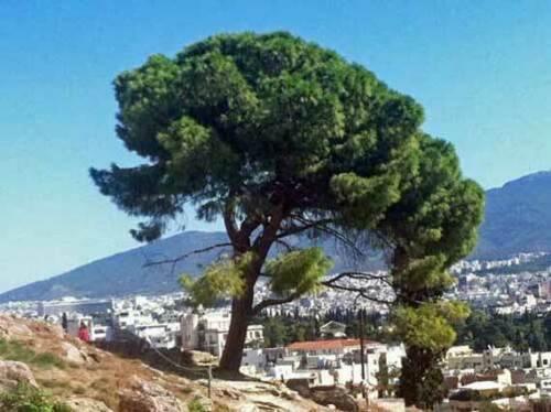 10 Pinus pinea Italian Stone Pine Seeds - Seed World