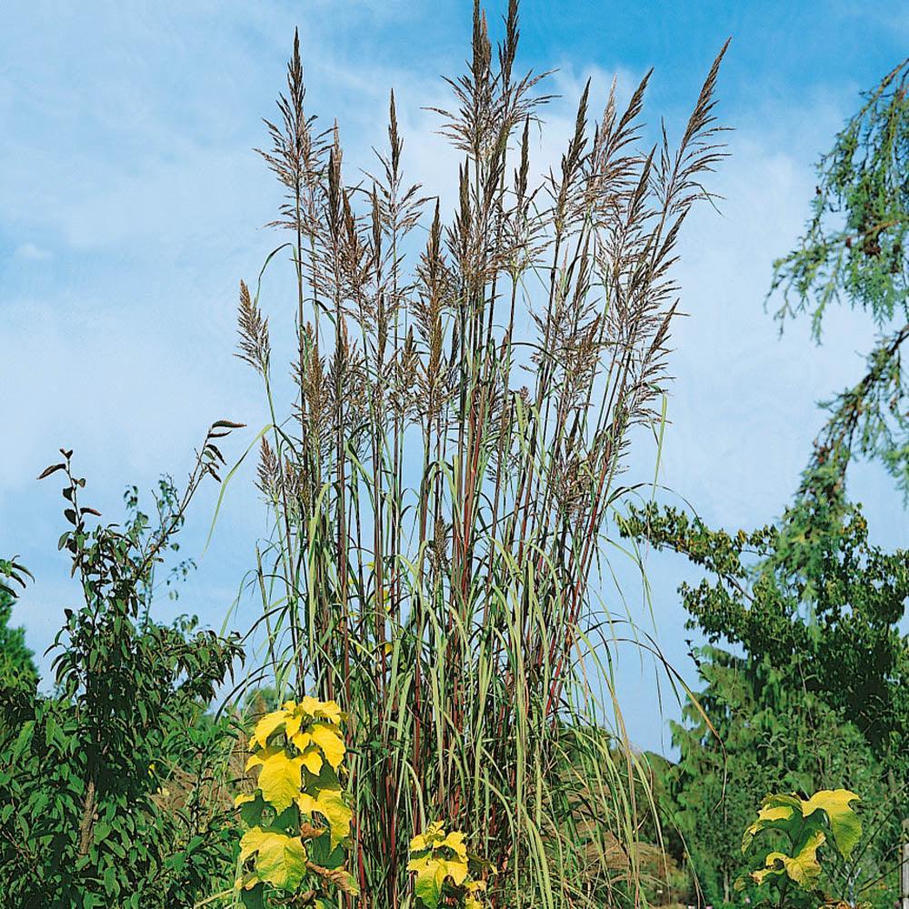 10 Plume Grass (Erianthus Ravennae) Seeds - Seed World