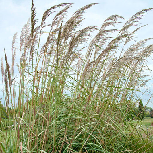 10 Plume Grass - Erianthus Ravennae Seeds - Seed World