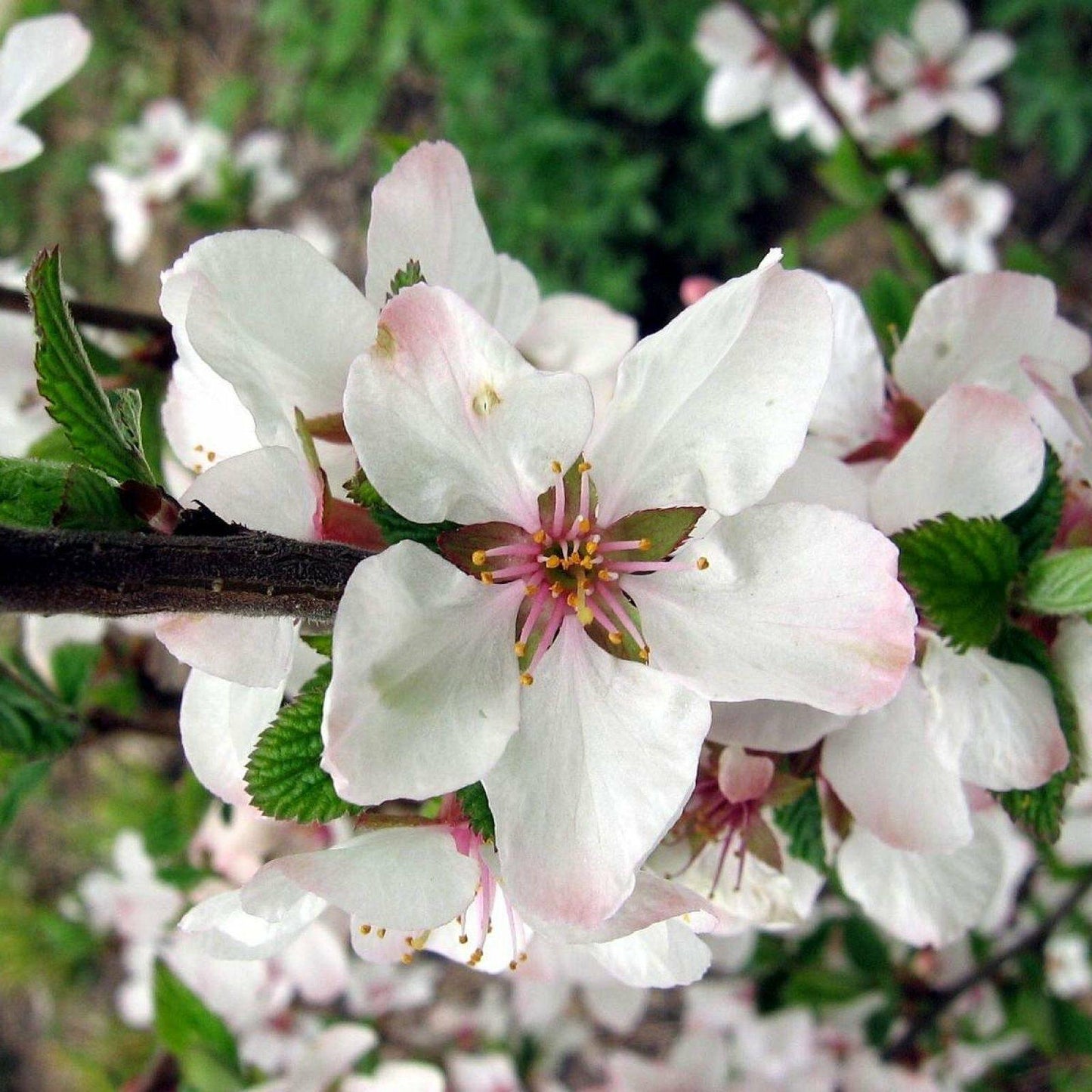 10 Prunus Tomentosa Nanking Cherry Seeds - Seed World