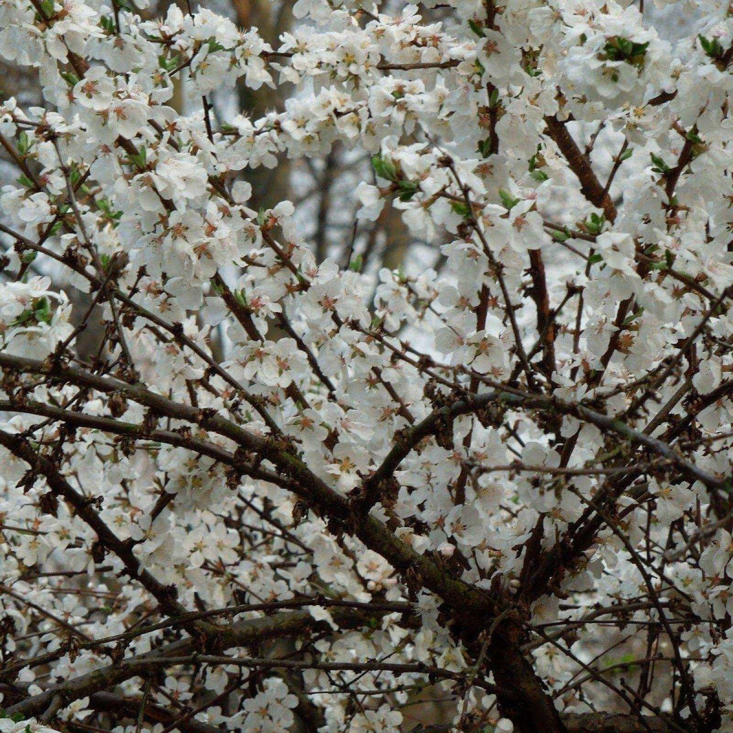 10 Prunus Tomentosa Nanking Cherry Seeds - Seed World