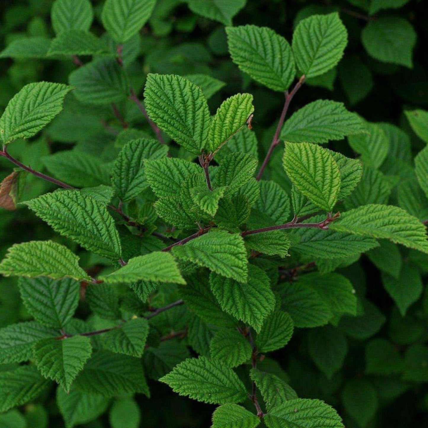 10 Prunus Tomentosa Nanking Cherry Seeds - Seed World