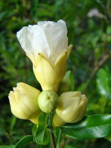 10 Punica Granatum White Pomegranate Seeds - Seed World