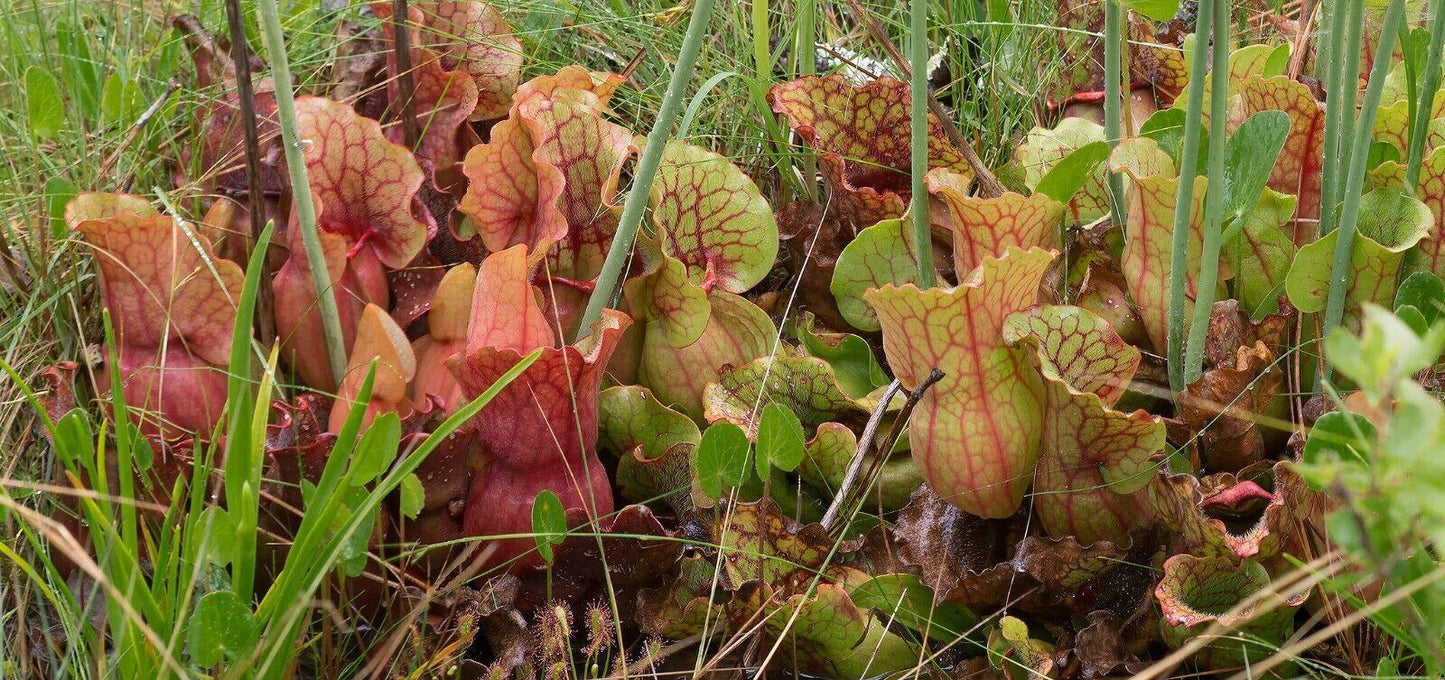 10 Purple Pitcher Plant Sarracenia Purpurea Seeds - Seed World