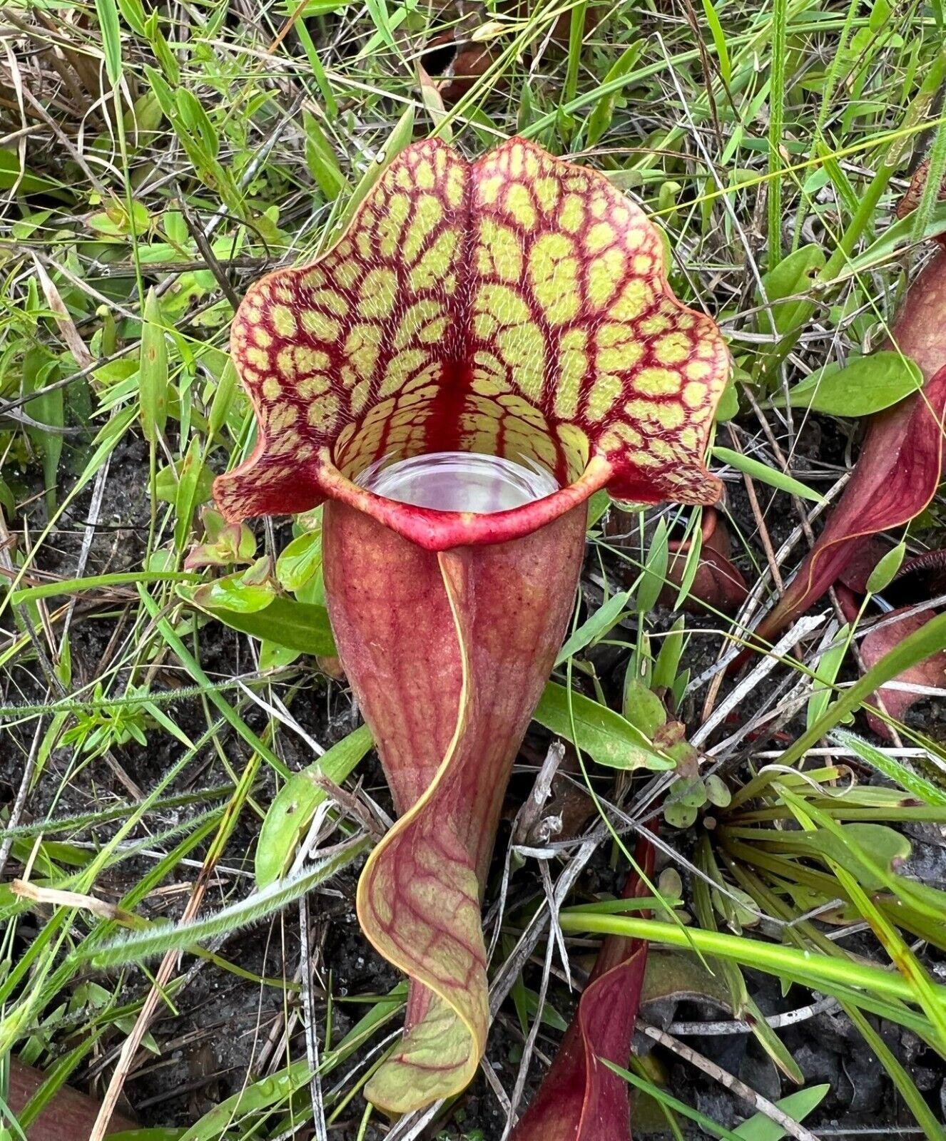 10 Purple Pitcher Plant Sarracenia Purpurea Seeds - Seed World