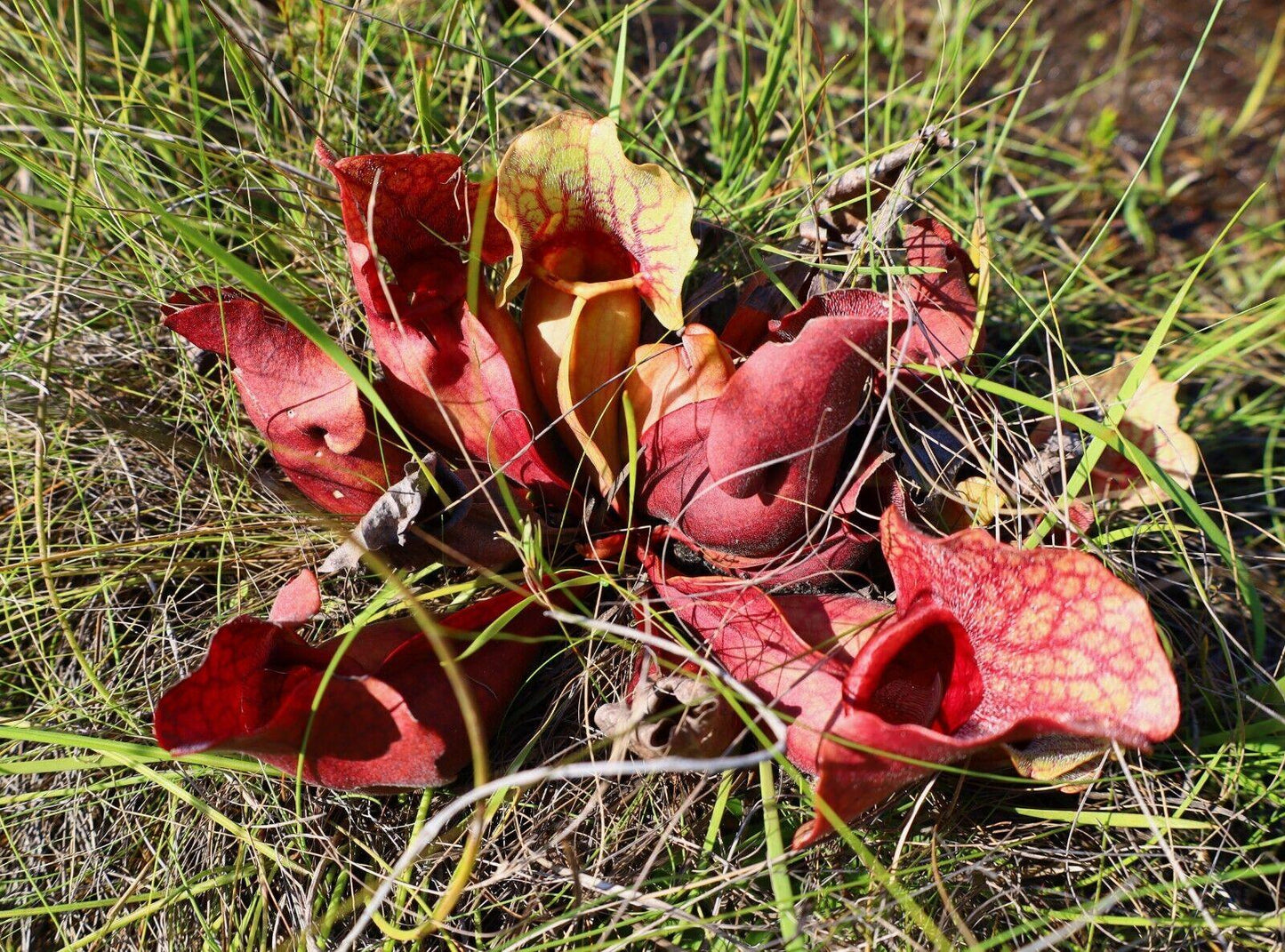 10 Purple Pitcher Plant Sarracenia Purpurea Seeds - Seed World