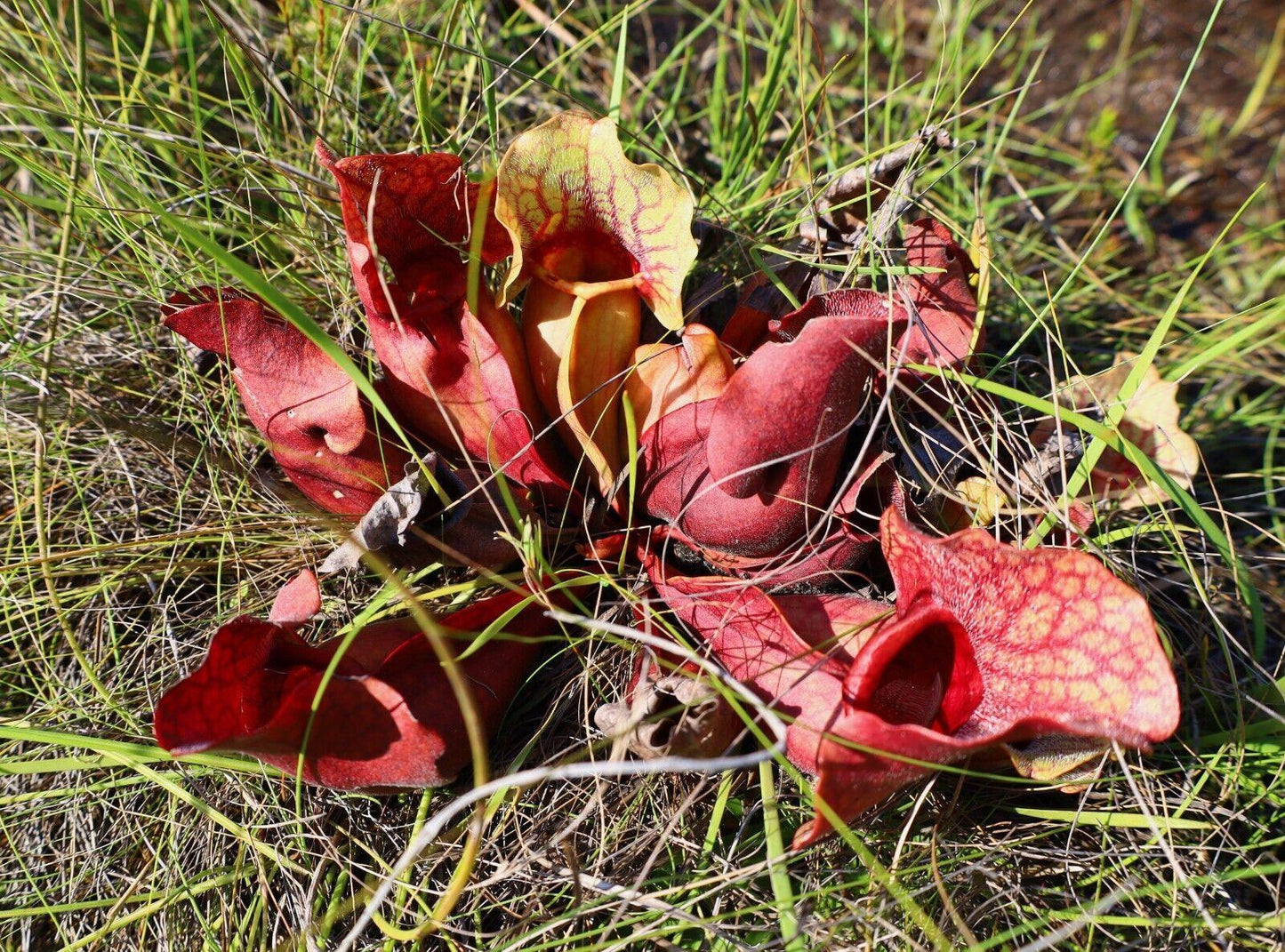 10 Purple Pitcher Plant Sarracenia Purpurea Seeds - Seed World