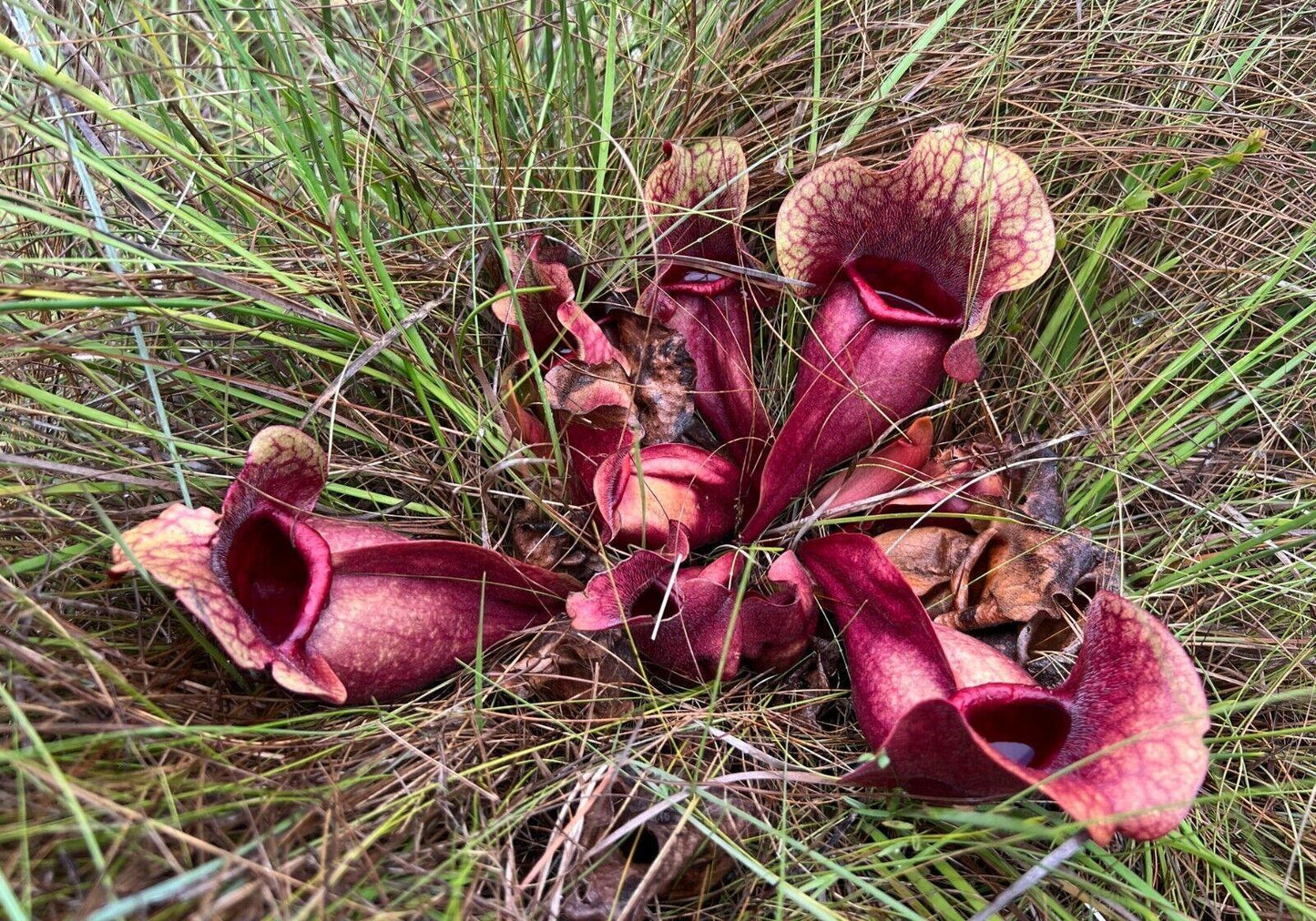 10 Purple Pitcher Plant Sarracenia Purpurea Seeds - Seed World