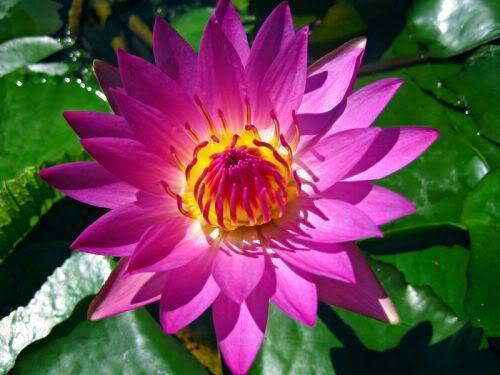 10 Purple Water Lily Seeds - Seed World