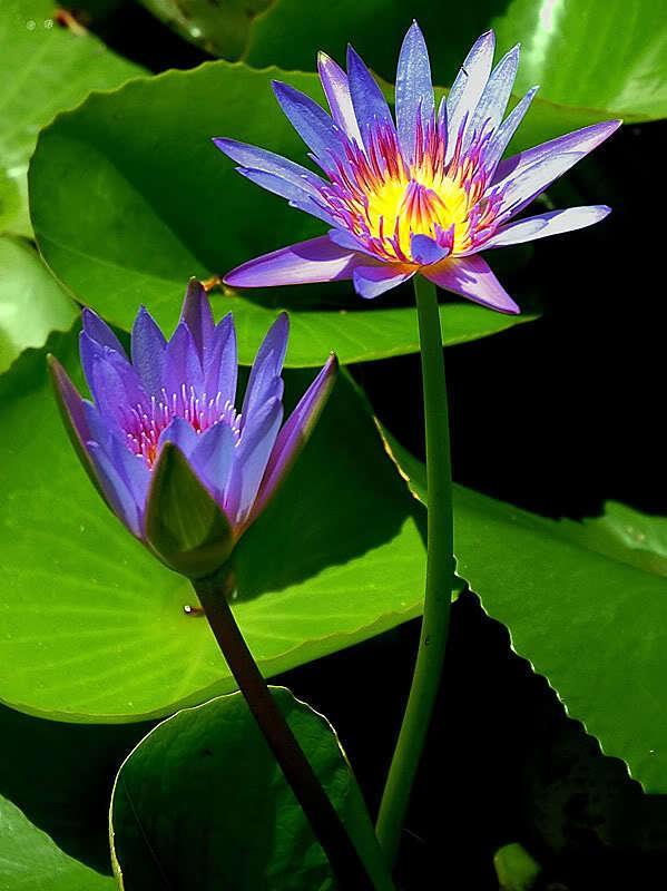 10 Purple Water Lily Seeds - Seed World