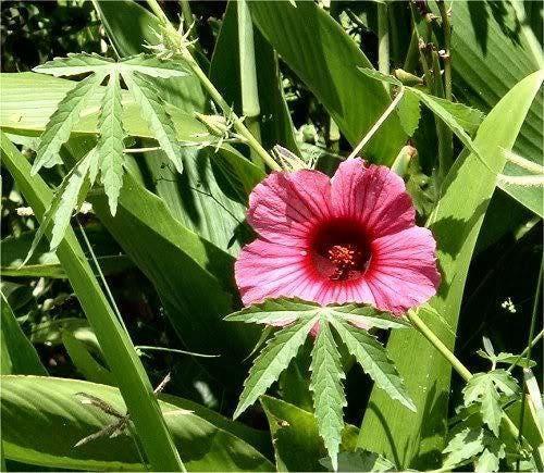 10 Purplish Red Hibiscus Kenaf Seeds - Seed World