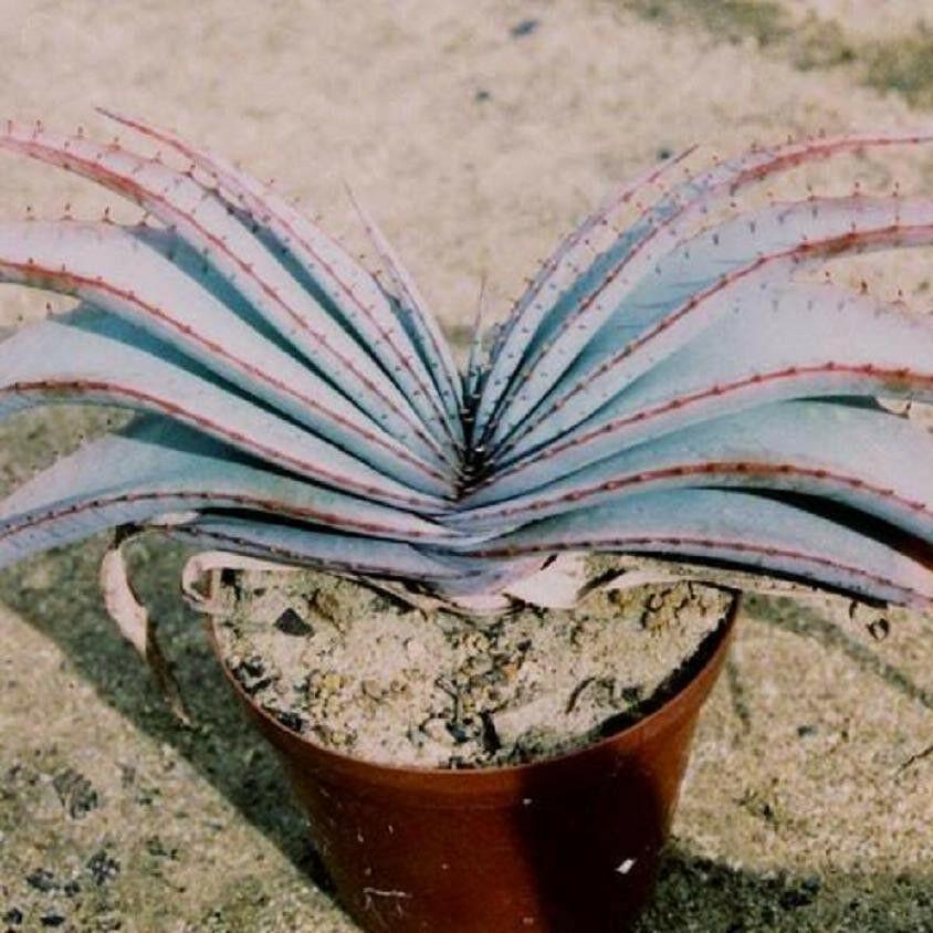 10 Rare Aloe Suprafoliata Seeds – Seed World