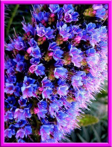 10 Rare Echium Seeds - Mixed Colors - Seed World