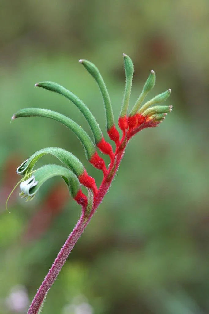 10 Red and Green Kangaroo Paw Seeds - Seed World