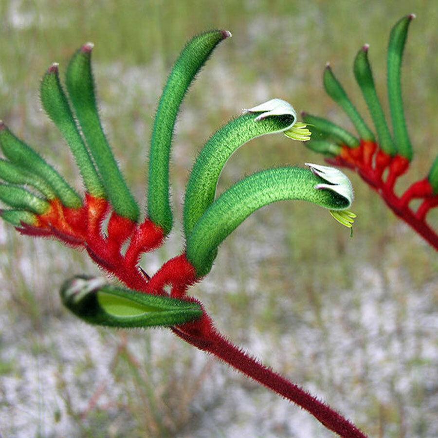 10 Red and Green Kangaroo Paw Seeds - Seed World